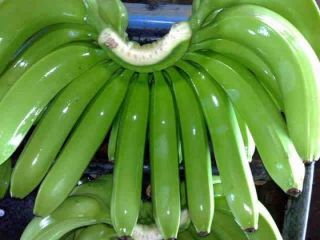 We sell fresh green cavendish banana. MOQ 1 X