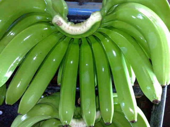 We sell fresh green cavendish banana