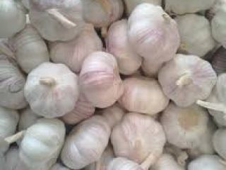 FRESH WHITE GARLIC Size of Bulb: 25-35mm, 35-40mm, 40mm+