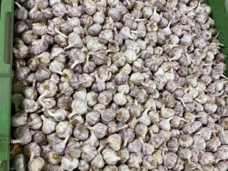 Polish Harnaś garlic, caliber 4-4.5, approx. 6 tons. Garlic