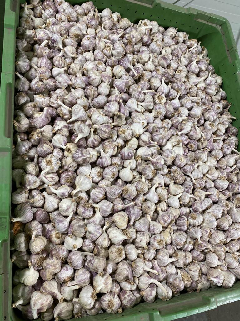 Polish Harnaś garlic, caliber 4-4.5, approx