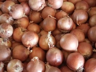 Spanish yellow onions A large Spanish producer group TJ