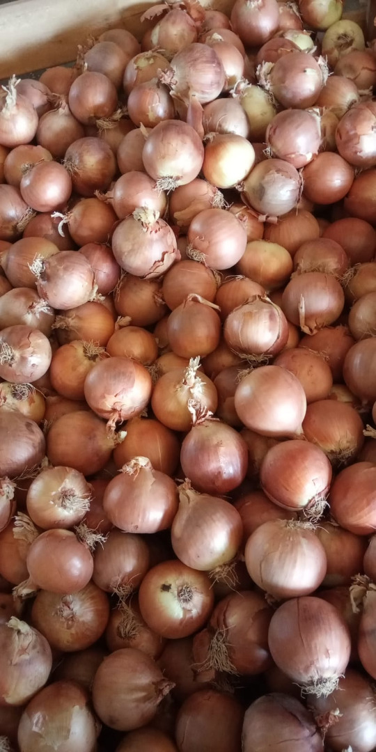 Spanish yellow onions A large Spanish producer group TJ Agricultura offers you onions and is interested in establishing cooperation in the supply of products