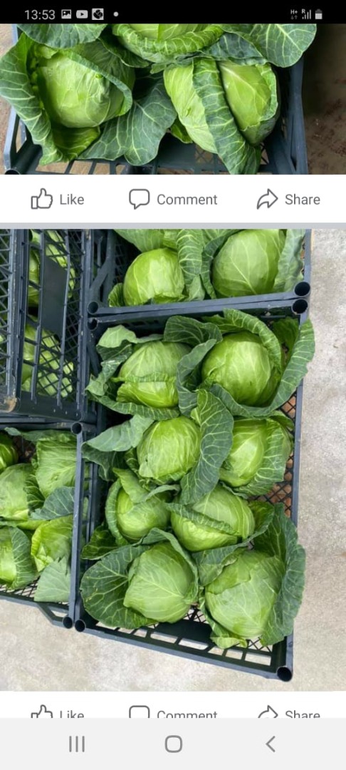 I will buy fresh cabbage, cauliflower, leeks, tomatoes, bell peppers from Albania, Macedonia