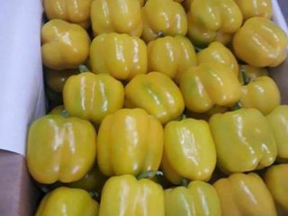 MCM Distributors, as largest exporter fruits and vegetables, we