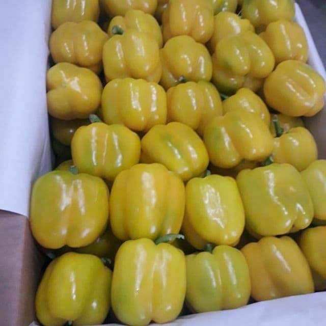 MCM Distributors, as largest exporter fruits and vegetables, we are looking forward to be your long-term partner