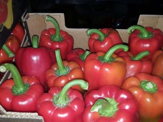California Red Pepper for sale, cat 1, 80+, 5