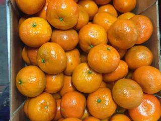 For sale NADORCOTT, size 2-3-4, carton 10 kg, cat