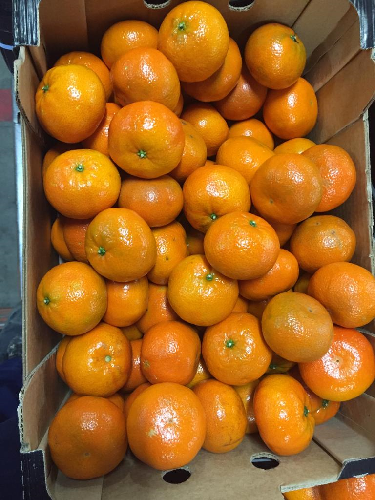 For sale NADORCOTT, size 2-3-4, carton 10 kg, cat 1, Origin: Morocco