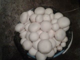 I take an order for champignon mushrooms from March,