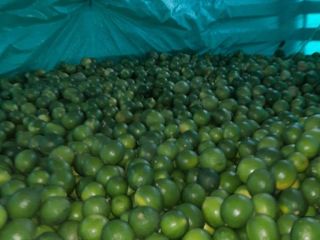 We can supply the following. Tahiti Limes conventional and