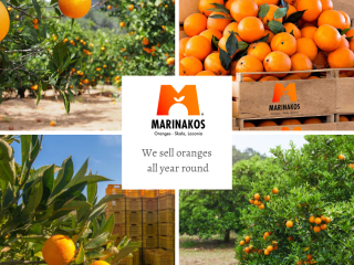 Pre Order Valencia oranges from sunshine Skala Laconia, Greece