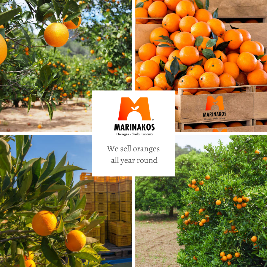 Pre Order Valencia oranges from sunshine Skala Laconia, Greece a land of sunshine and juicy sweet ORANGES