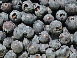 I will sell American blueberry in bulk. Country of