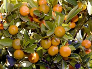 I will sell tangerines in bulk. Country of origin: