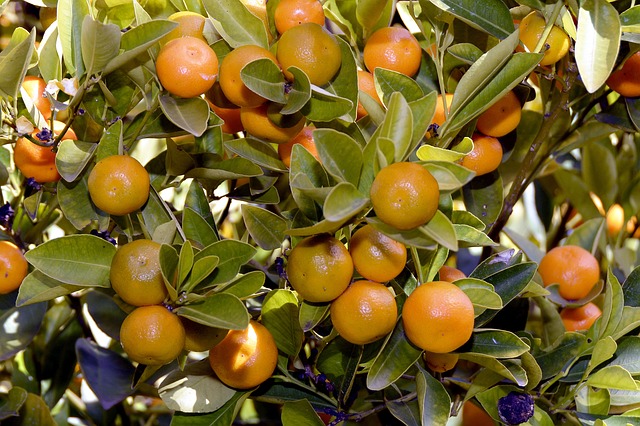 I will sell tangerines in bulk
