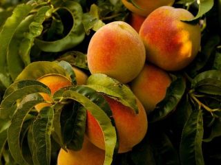 I will sell peaches in bulk. Country of origin:
