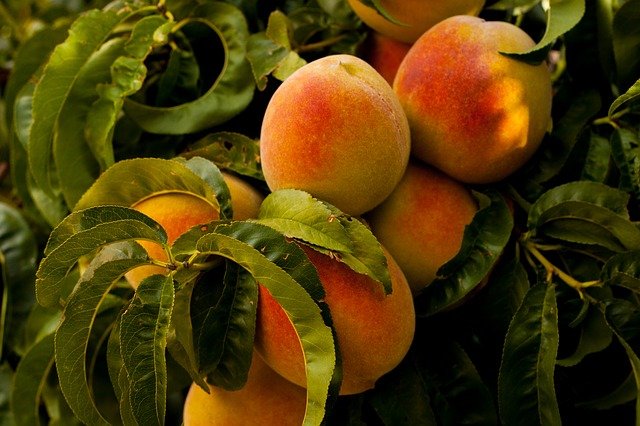I will sell peaches in bulk
