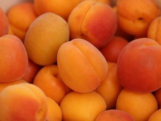 I will sell wholesale quantities of apricots. Country of
