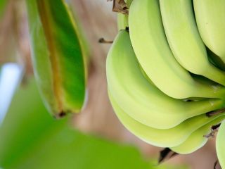 I will sell bananas from Ecuador in bulk. Email