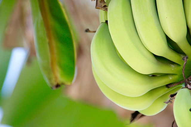 I will sell bananas from Ecuador in bulk
