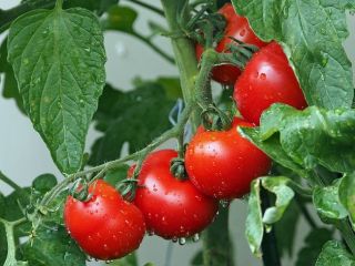 I will sell tomatoes in bulk. Country of origin: