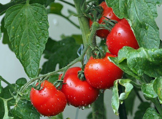 I will sell tomatoes in bulk