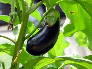 I will sell eggplants, wholesale quantities. Country of origin: