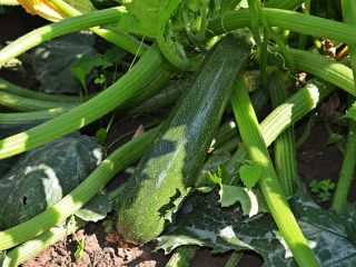 I will sell courgettes, wholesale quantities. Country of origin: