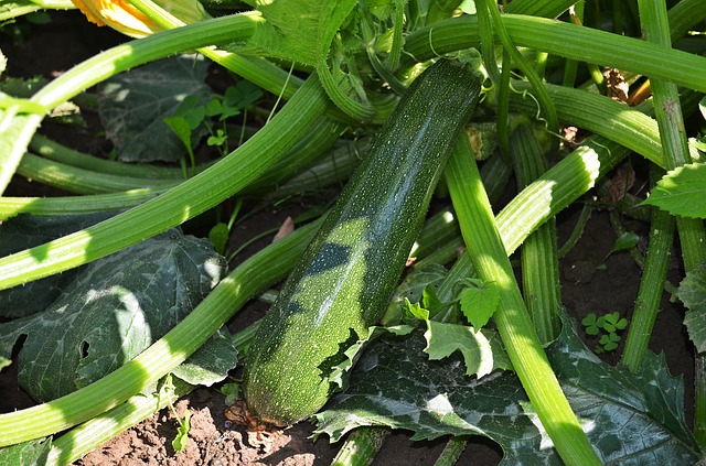 I will sell courgettes, wholesale quantities