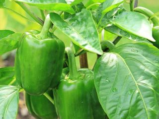 I will sell paprika, wholesale quantities. Country of origin: