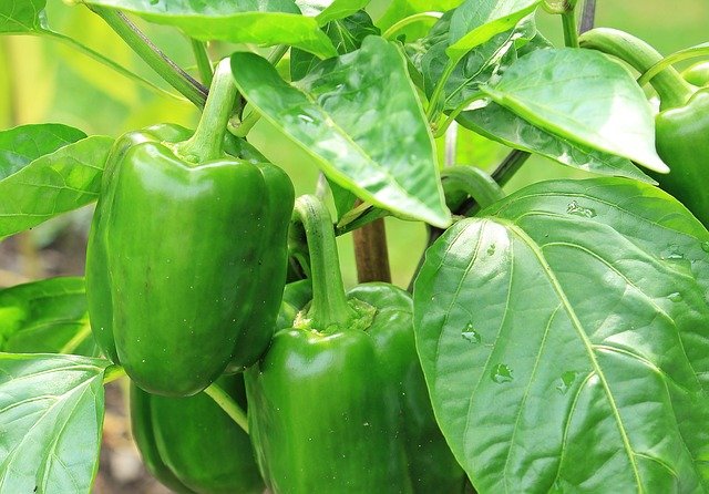 I will sell paprika, wholesale quantities