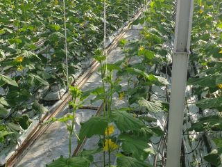 Hello, we are a producer of greenhouse ground cucumbers