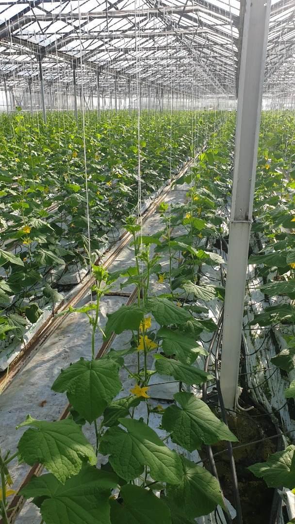 Hello, we are a producer of greenhouse ground cucumbers