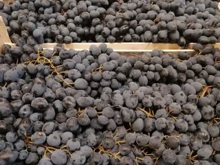 Hello, we are an importer of Moldova dark grapes.
