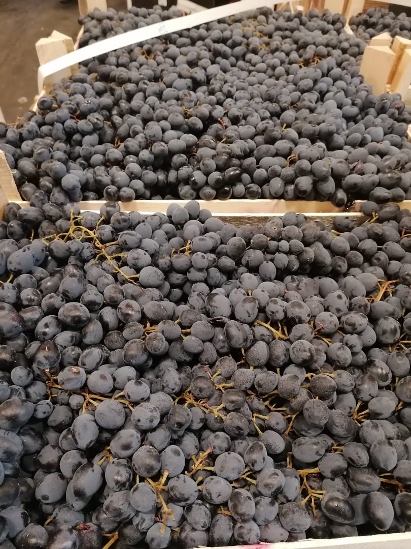 Hello, we are an importer of Moldova dark grapes
