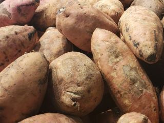 BATATA Dominicana. Also known regionally as boinato or camote.