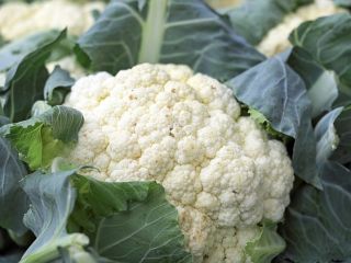 I will sell cauliflower from Spain, wholesale quantities. Email