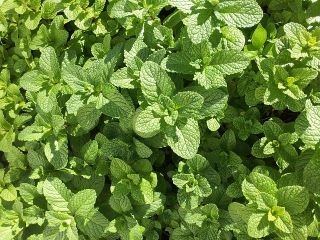 I will sell mint, wholesale quantities. Country of origin:
