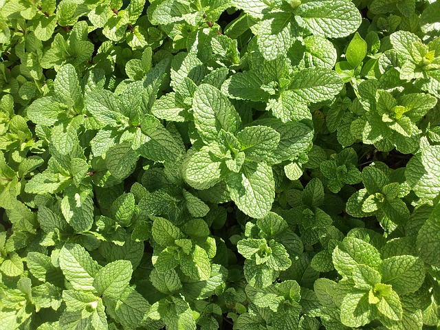 I will sell mint, wholesale quantities