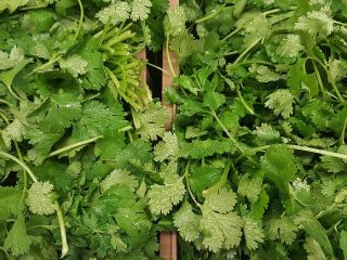 Coriander for sale, wholesale quantities. Country of origin: Spain,