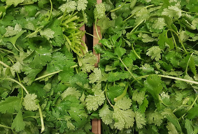 Coriander for sale, wholesale quantities