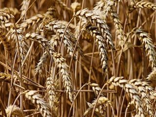 The enterprise sells wheat 100 tons