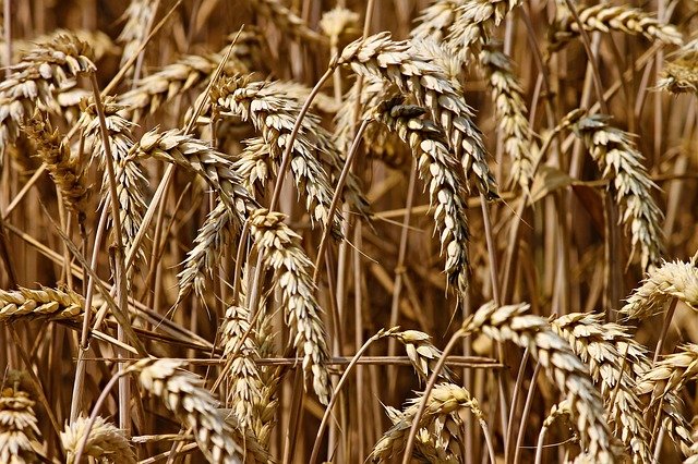 The enterprise sells wheat 100 tons