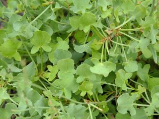 I will sell parsley, wholesale quantities. Country of origin: