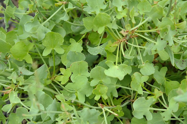 I will sell parsley, wholesale quantities