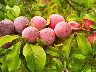 I will sell plums from Spain, wholesale quantities. Email
