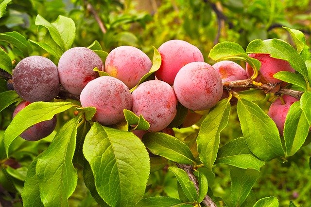 I will sell plums from Spain, wholesale quantities