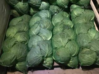 Young cabbage imported from Uzbekistan. I will provide more