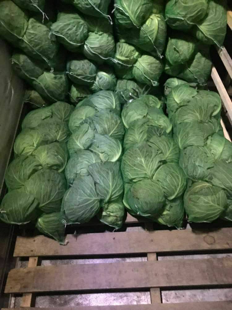 Young cabbage imported from Uzbekistan